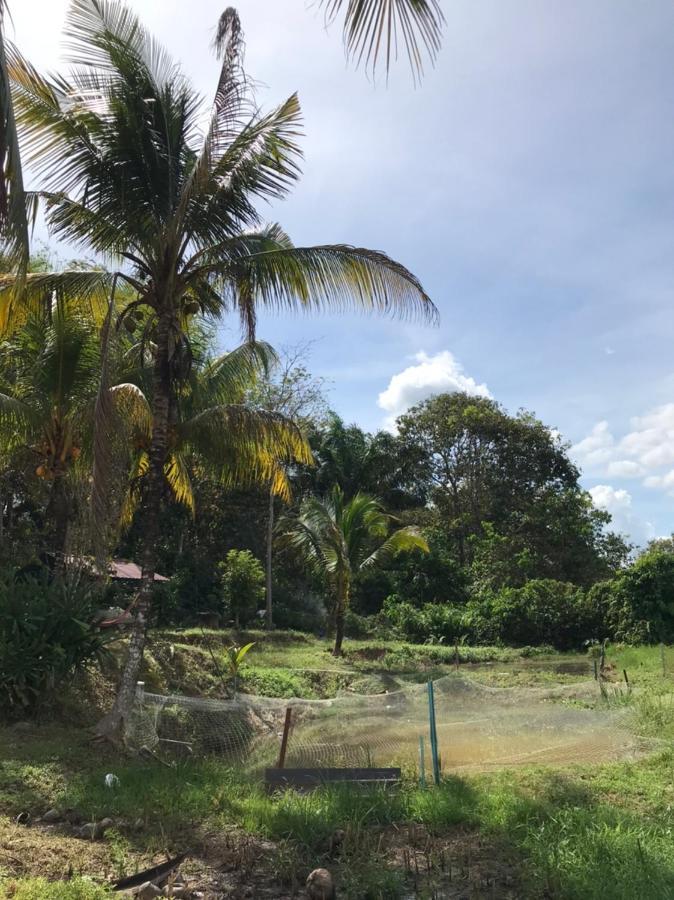 Homestay Bendang Hilir Kuala Nerang المظهر الخارجي الصورة